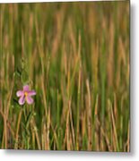 Single Flower Among Wetland Grasses Metal Print