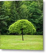 Single Tree In The Middle Of Park Lawn Metal Print