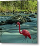 Sippi Looking For Shrimp In The St Francis River Metal Print