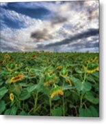 Sleeping Sunflowers Metal Print