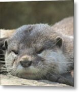 Sleepy Otter Metal Print