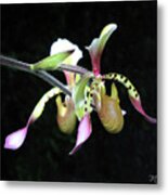 Slipper Orchids Metal Print