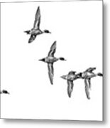 Small Flock Of Male Drake Pintail Ducks Metal Print