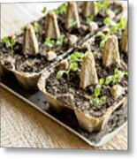 Small Plats Growing In Carton Chicken Egg Box In Black Soil. Break Off The Biodegradable Paper Cup And Plant In Soil Outdoors. Reuse Concept. Metal Print