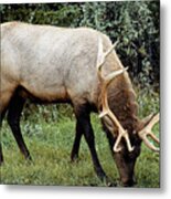 Snack Time - Jasper National Park, Alberta, Canada Metal Print