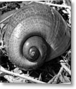 Snail Shell Metal Print