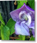 Snail Vine Flowering With Raindrops Metal Print