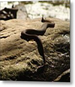Snake On A Rock Metal Print