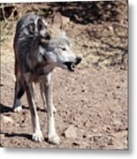 Snarling Mexican Gray Wolf Metal Print