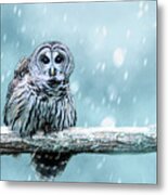 Snow Bound Barred Owl Metal Print