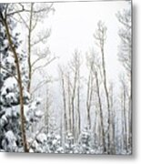 Snow Covered Aspen Grove Metal Print