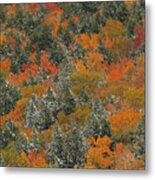 Snow-covered Spruce And Autumn Forest Fc10631 Metal Print