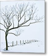 Snow Covered Tree And Fence, Peak District, England Metal Print
