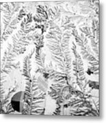 Snow Ferns Metal Print
