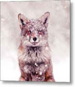 Snow Fox Series - Happy Fox In The Snow Metal Print