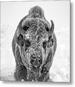 Snowy Bison Metal Print