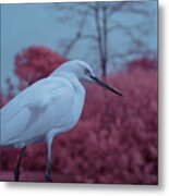 Snowy Egret In Infrared Metal Print