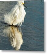 Snowy Egret On The Move Metal Print
