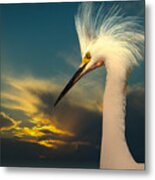 Snowy Egret Portrait And Sunset Metal Print