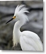 Snowy Egret Waiting For A Flight Metal Print