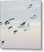 Snowy Egrets 4612-011520-2 Metal Print
