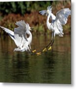 Snowy Egrets 7013-052721-2 Metal Print