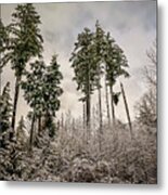 Snowy Forest Metal Print