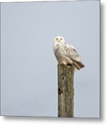 Snowy Owl 2021-1 Metal Print
