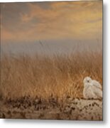 Snowy Owl Metal Print