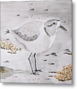 Snowy Plover Metal Print