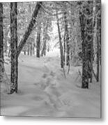 Snowy Winter Path Metal Print