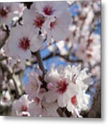 Soft Pink Almond Blossoms, Spring Awakening Metal Print