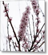 Soft Pink Spring With Blossoming Sakura Cherry Tree Metal Print
