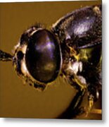 Soldier Fly Portrait Metal Print