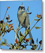 Some Serious Scrub Jay Attitude Metal Print