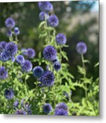 Southern Globe Thistle 1 Metal Print