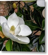 Southern Magnolia Flower Metal Print