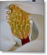 Southern Magnolia In The Evening Metal Print