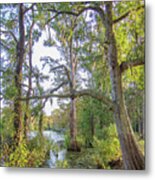 Southern Swamp At Brock Mill Pond - Trenton Nc Metal Print