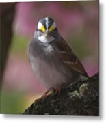 Sparrow In Spring Metal Print
