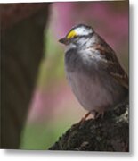 Sparrow In The Spotlight Metal Print