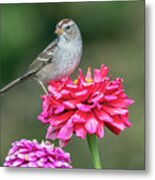 Sparrow On Zinnia Metal Print