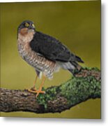 Sparrowhawk Bird Of Prey Metal Print