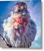 Special Male House Finch Metal Print