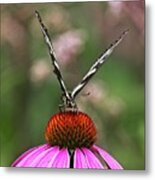 Spicebush Swallowtail Butterfly 2 On Echinacae Metal Print
