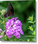 Spicebush Swallowtail Metal Print