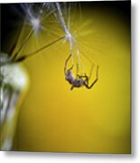 Spider On Dandelion Seed Metal Print