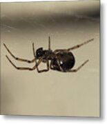 Spider Under The Web Metal Print