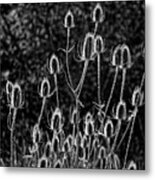 Spiny Alien Invaders -- Dry Teasel Flowers At E.e. Wilson Game Management Area, Oregon Metal Print