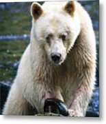 Spirit Bear With Salmon For Lunch Metal Print